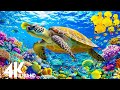 Amazing Underwater World Of The Red Sea 4K Relaxation Video With Calming Music Coral Reefs Fish