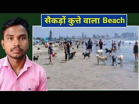 Strange dog beach in california | Raghu borikar |
