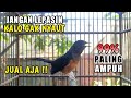 TERAMPUH Murai Betina Gacor Memanggil Jantan Bikin Semua Jantan Langsung EMOSI CUKUP SEBENTAR