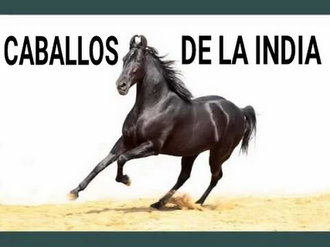 , title : 'EXPO SHOW DE CABALLOS RAZA MARWARI HORSES'
