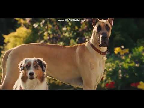 Marmaduke - High School for Dogs