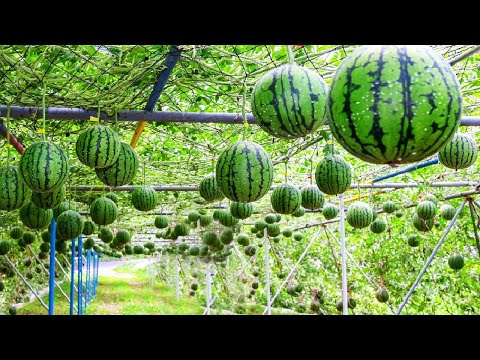 , title : 'World's Most Expensive Watermelon - Japanese Black Watermelon Cultivation - Black Watermelon Farm