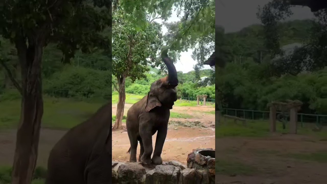 YouTube Short thumbnail