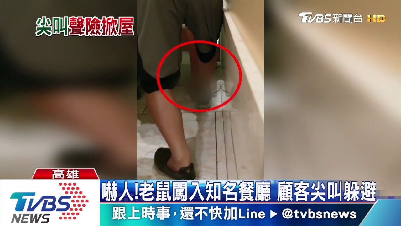 嚇人!餐廳老鼠竄逃 衛局稽查食物未離地