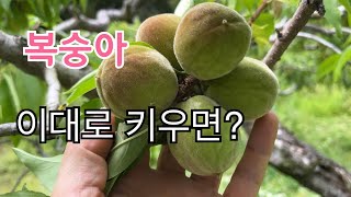 복숭아 적과 하지않고 키우면 어떻게 될까요?