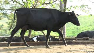 Vídeo 36 - 1º LEILÃO ANUAL SITIO TIMOTEO | VACAS 3/4 E 7/8
