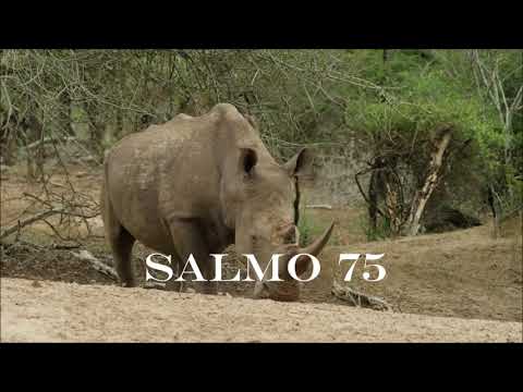 Comentario del Salmo 75