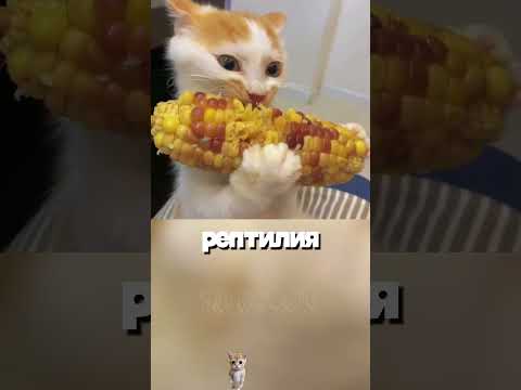 Рептилии и коты