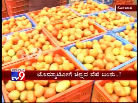 download lagu mp3 mp4 Tomato Price Today In Kolar, download lagu Tomato Price Today In Kolar gratis, unduh video klip Tomato Price Today In Kolar