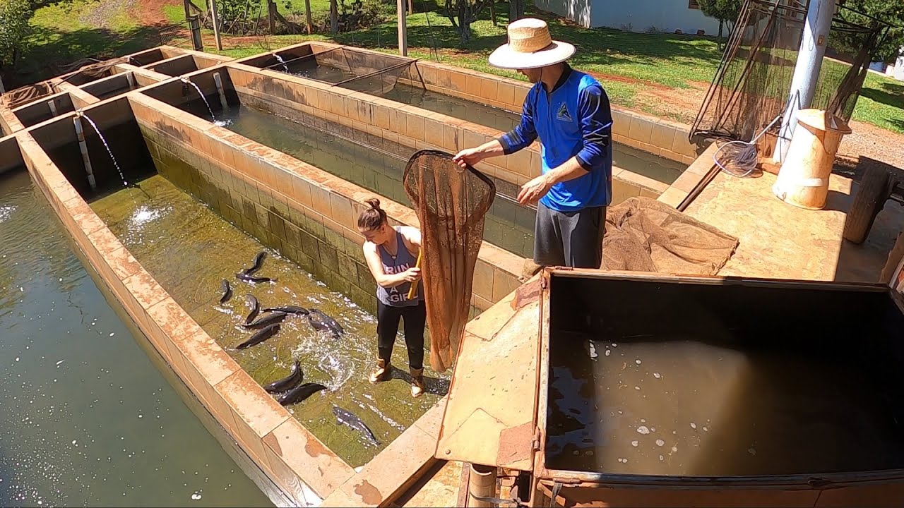Não da pra acreditar, esses peixes não param de crescer