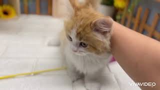 サイベリアンの動画01