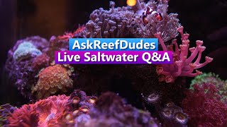 AskReefDudes Saltwater Reef Chat Live Q&A