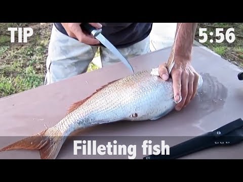 How to Fillet Fish