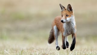 The story behind amazing moments spent photographing FOX CUBS | WILDLIFE PHOTOGRAPHY