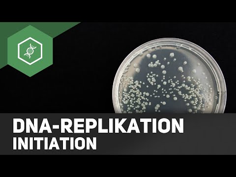 DNA Replikation - Initiation