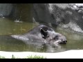 Ungulates At The Detroit Zoo Swimming Tapir