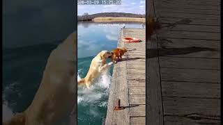 Golden Retriever Pulls Tabby Cat to Safety Before Fall #dog #cat  #cctv
