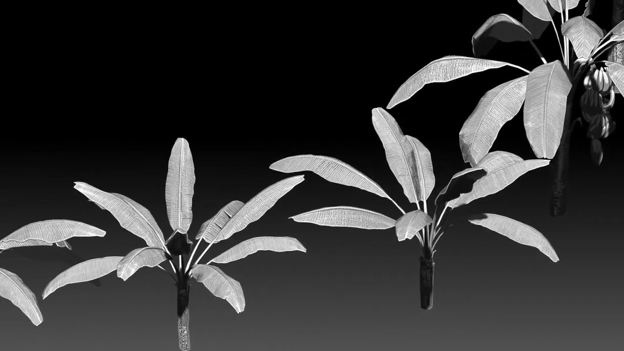 Banana trees for 3d printing 3D Print Model