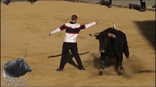 Toro cerril nº33 g5, Incendiario de Guadalest. Benifairó de les Valls (22-02-2020).