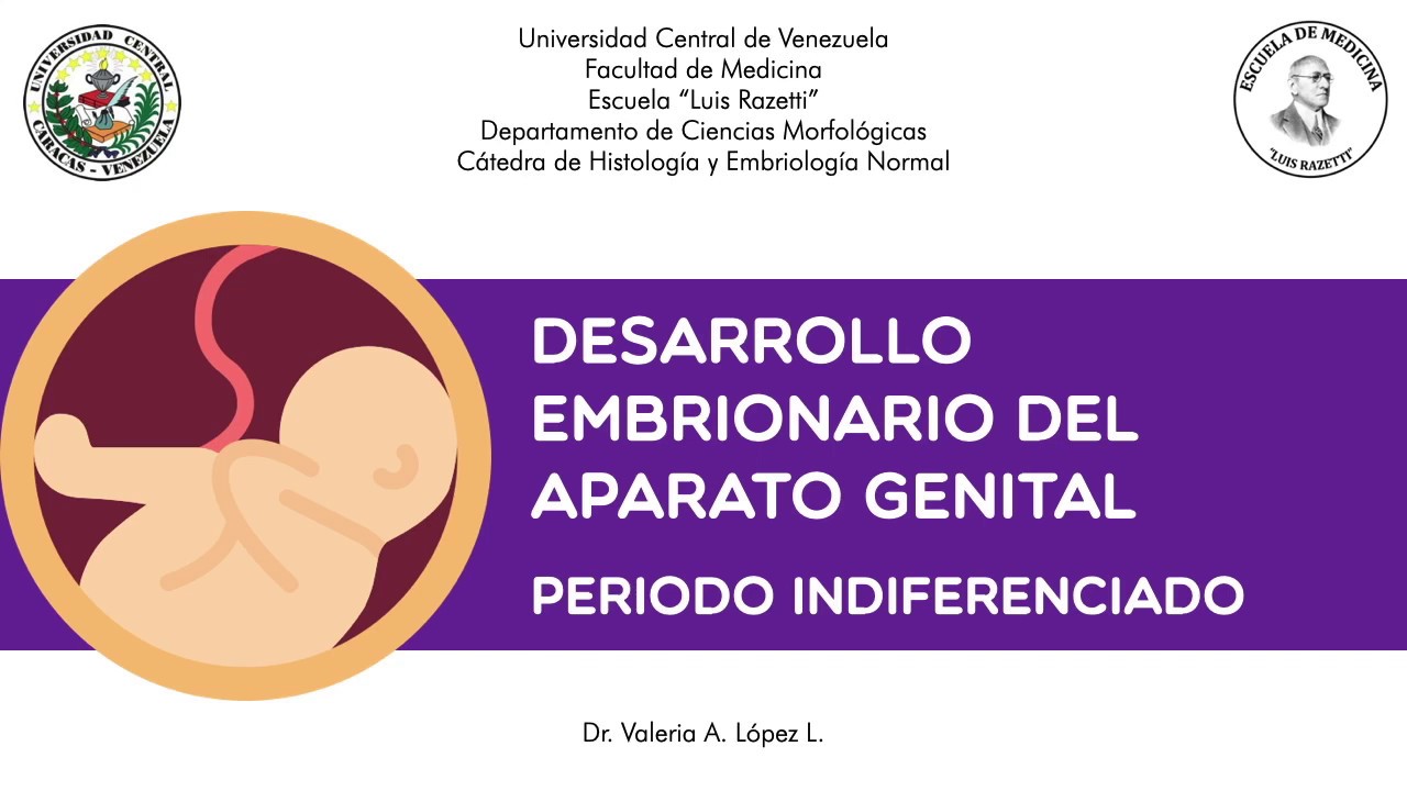 Embriología del aparato reproductor, periodo indiferenciado. Dra Valeria López L