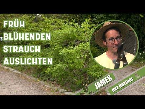 Rückschnitt von Sträuchern – so schneidet man früh blühende Sträucher | James der Gärtner