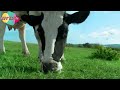 দয়াল তোর লাইগা রে তাহেরী গান Cow Dance