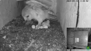 day 4 Barn Owls