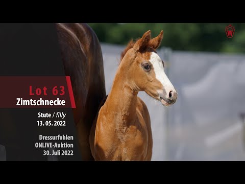 OnLive-Auktion Lot 63 Zimtschnecke Stute v. Zoom - Lugato