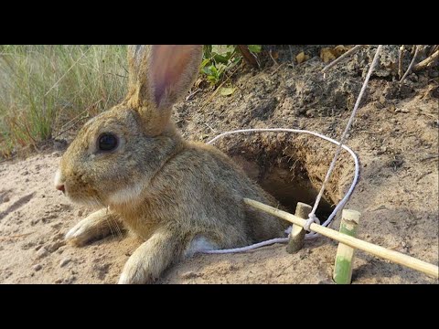 Simple Easy Rabbit Trap Make From underground hole Work 100%