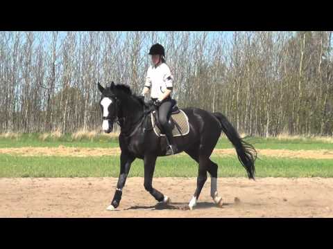 Horses : Keisijs (For Sale)