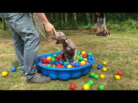 Die Weimaraner Welpen - Woche 14 Merkel in der Welpengruppe