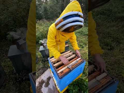 пчелиная драма 🐝🙃 #dobrosot