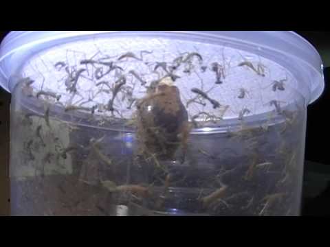 Praying Mantis Care (Hierodula majuscula Hatch)