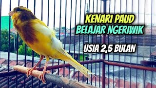 Download lagu Kenari Paud Belajar Bunyi Ngeriwik 'Usia 2,5 Bulan' || Ampuh Untuk Pancingan Kenari Paud Cepat Bunyi mp3