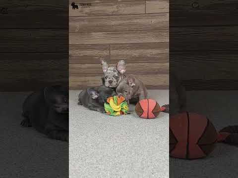 Video 5