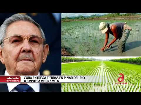 Cuba cede tierras en la provincia de Pinar del Río a empresa vietnamita para producir arroz