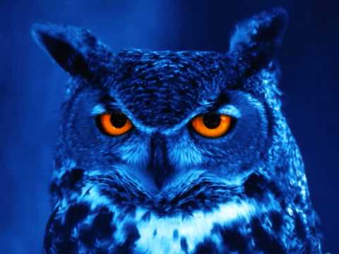 Alek Szahala - Afternoon Owl