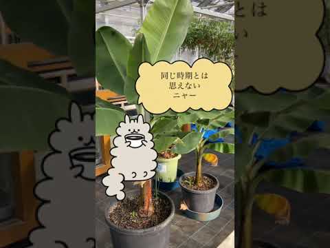 plante-exotique-bananier-pot-intérieur plante exotique