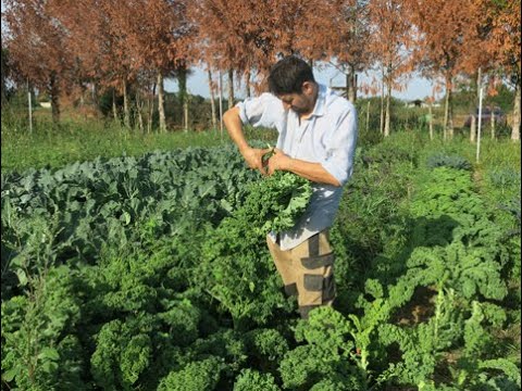 Saint-Chaptes | Des légumes bio directement de la terre à l'assiette
