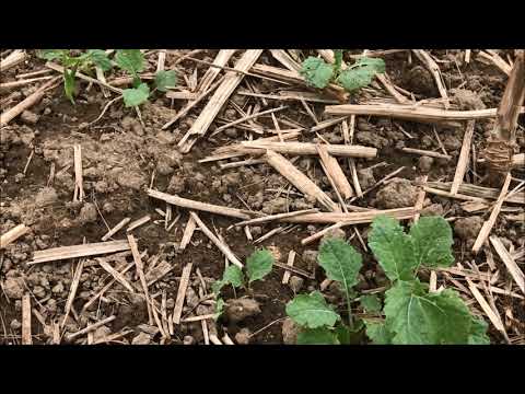 Bodenbearbeitung nach Winterraps unter feuchten Bedingungen 2017