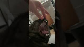 鼻をこしょこしょするとうっとりする猫