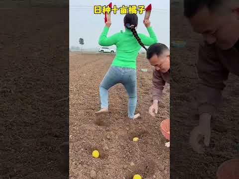 Planting ten acres of oranges every day Mr. Zheng and Miss Du