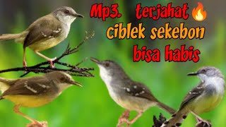 Download lagu HATI HATI KALO PAKE Mp3 INI  || SUARA PIKAT BURUNG CIBLEK TERGANAS mp3