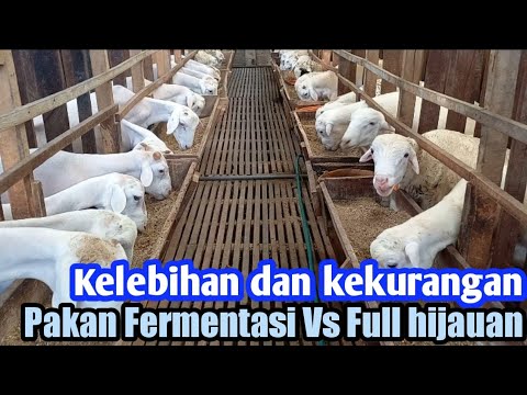 , title : 'Kekurangan dan kelebihan pakan fermentasi dengan full hijauan dengan kapasitas ternak ratusan domba'