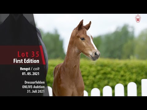Onlive-Auktion Dressurfohlen Lot 35 First Edition Hengst v.  Fynch Hatton - Fineliner