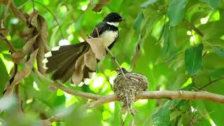 Download lagu 🐦 Burung Kecil Ceria 🎶 Lagu Anak Anak Indonesia Terbaru 2026 | Lagu Anak Ceria & Edukatif mp3 Download lagu 🐦 Burung Kecil Ceria 🎶 Lagu Anak Anak Indonesia Terbaru 2026 | Lagu Anak Ceria & Edukatif mp3
