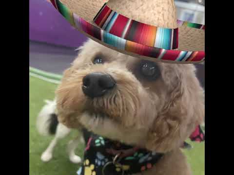 4-Wagishly Witty Word Definitions by Tucker the Dog-Rabbit #short