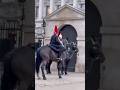 Horse try to nudge the other grumpy horse #horsebehaviour #royalguards #horse #history #shorts #love