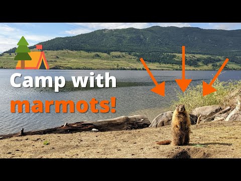 Camp with MARMOTS! 🐿️ Monck Provincial Park near Merritt, BC