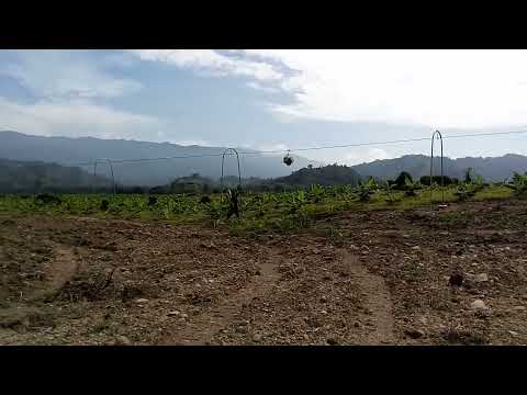 cableway for bananas